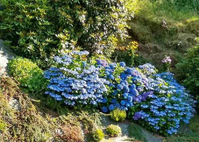 Les Hortensias